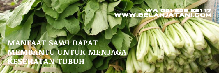chaisim shinta, bibit sawi, harga bibit sawi, bibit sawi pahit, tanaman sawi