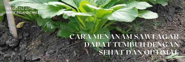 chaisim shinta, bibit sawi, harga bibit sawi, bibit sawi pahit, tanaman sawi