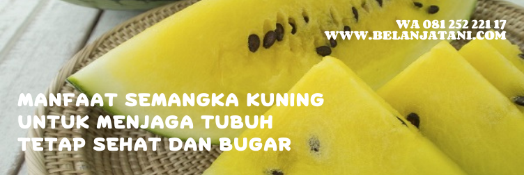bibit semangka inul super besar, benih semangka inul kuning, harga bibit semangka inul, bibit semangka inul yang paling bagus, benih semangka inul terbaik