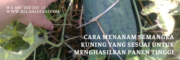 bibit semangka inul super besar, benih semangka inul kuning, harga bibit semangka inul, bibit semangka inul yang paling bagus, benih semangka inul terbaik