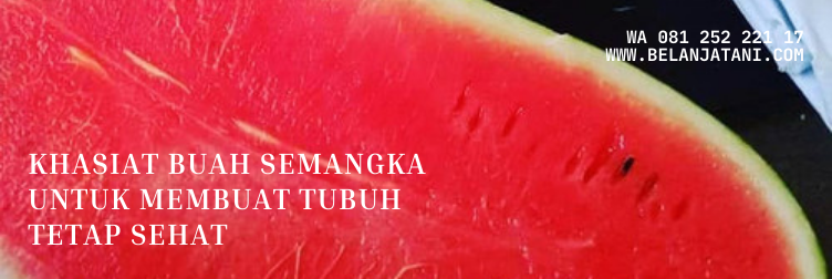 semangka redin f1, benih semangka redin f1, bibit semangka redin, benih semangka inul, cara menanam semangka inul redin