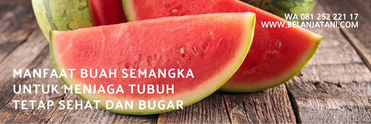 semangka tanpa biji, cara menanam semangka tanpa biji, harga bibit semangka non biji, bibit semangka, cara menanam semangka tanpa biji