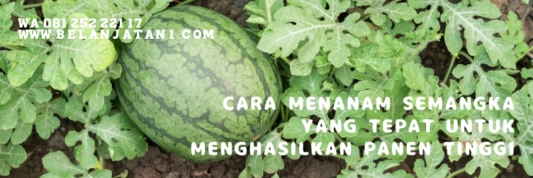semangka tanpa biji, cara menanam semangka tanpa biji, harga bibit semangka non biji, bibit semangka, cara menanam semangka tanpa biji