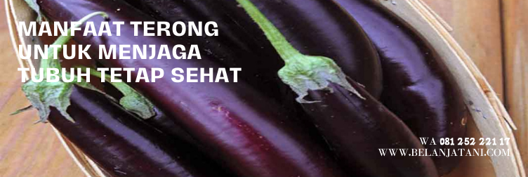 terong yuvita, harga bibit terong yuvita f1, budidaya terong ungu, terong yuvita f1, tanaman terong ungu