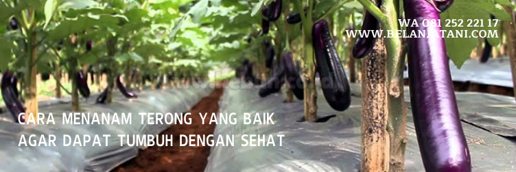 Jual Bibit Terong Yuvita F1 Kualitas Terbaik Harga Murah | Belanja Tani terong yuvita, harga bibit terong yuvita f1, budidaya terong ungu, terong yuvita f1, tanaman terong ungu