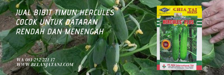 timun hercules, cara menanam timun hercules, benih timun hercules, umur panen timun, bibit timun terbaik
