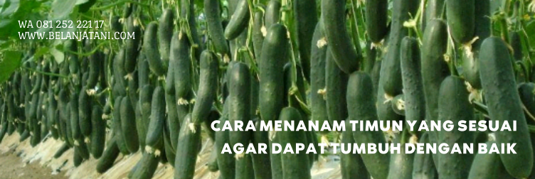 timun hercules, cara menanam timun hercules, benih timun hercules, umur panen timun, bibit timun terbaik