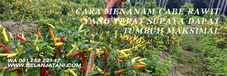 cabe bhaskara f1, bibit cabe bhaskara, budidaya cabe rawit bhaskara, benih cabe rawit bhaskara f1, benih cabe rawit