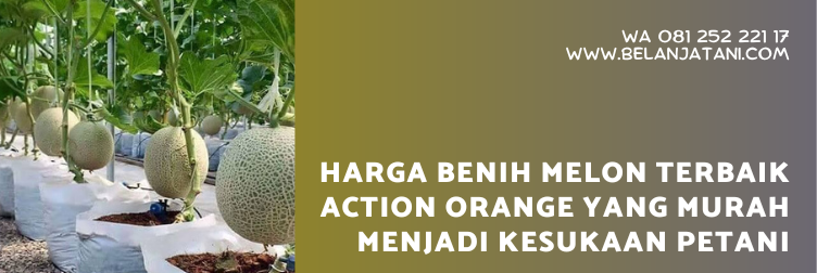 benih melon terbaik 2020, benih melon pertiwi, bibit melon, benih melon cap kapal terbang, harga benih melon pertiwi