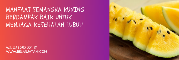 benih semangka inul, bibit semangka kuning, budidaya semangka inul kuning, benih semangka inul terbaik, jenis semangka inul