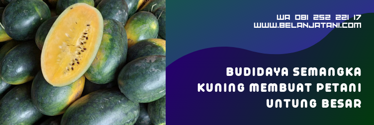 benih semangka inul, bibit semangka kuning, budidaya semangka inul kuning, benih semangka inul terbaik, jenis semangka inul