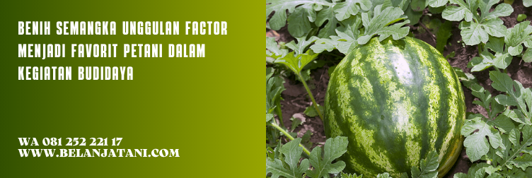 benih semangka unggul, bibit semangka unggul, benih semangka terbaik, harga benih semangka, bibit semangka super