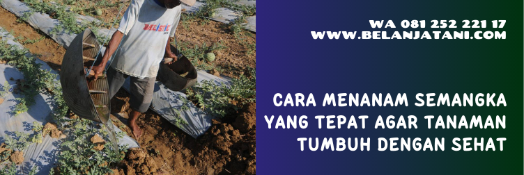 bibit semangka inul yang paling bagus, bibit semangka unggul, bibit semangka, benih semangka terbaik, cara penyemaian bibit semangka