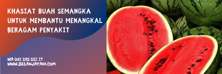 bibit semangka inul yang paling bagus, bibit semangka unggul, bibit semangka, benih semangka terbaik, cara penyemaian bibit semangka