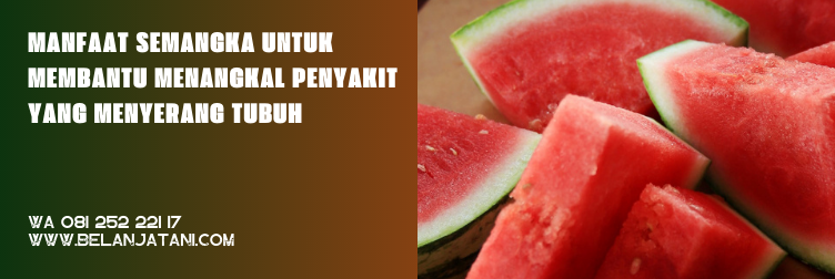 bibit semangka, benih semangka unggulan, benih semangka unggul, bibit semangka yang bagus, harga bibit semangka non biji