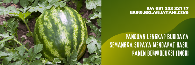 bibit semangka, benih semangka unggulan, benih semangka unggul, bibit semangka yang bagus, harga bibit semangka non biji