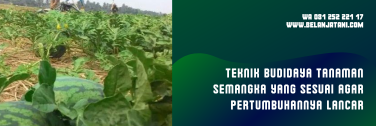 bibit semangka, bibit semangka unggul, bibit semangka yang bagus, benih semangka terbaik, bibit semangka kuning