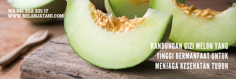 harga bibit melon action 88, cara menanam melon action 88, harga melon action 88, melon action, benih melon terbaik