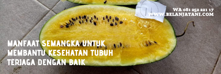semangka inul, harga bibit semangka inul, bibit semangka inul super besar, bibit semangka inul super, bibit semangka inul yang paling bagus