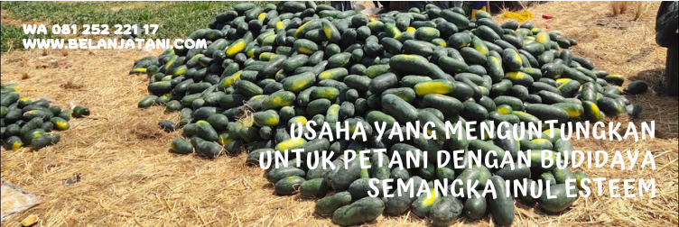 semangka inul, harga bibit semangka inul, bibit semangka inul super besar, bibit semangka inul super, bibit semangka inul yang paling bagus