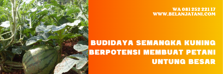harga bibit semangka kuning non biji, bibit semangka kuning, bibit semangka unggul, bibit semangka yang bagus, benih semangka kuning