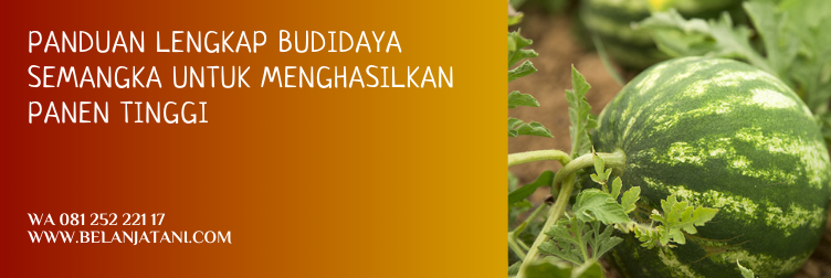 bibit semangka non biji terbaik, bibit semangka non biji panah merah, bibit semangka tanpa biji, cara membuat bibit semangka non biji, cara budidaya semangka non biji
