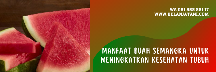 bibit semangka non biji terbaik, bibit semangka non biji panah merah, bibit semangka tanpa biji, cara membuat bibit semangka non biji, cara budidaya semangka non biji