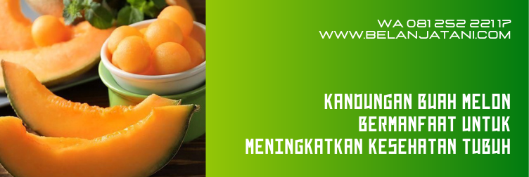 melon orange lokal, melon orange indonesia, buah rock melon, rock melon australia, rock melon indonesia