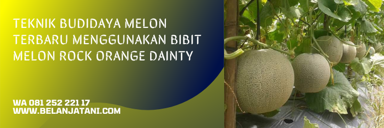 melon orange lokal, melon orange indonesia, buah rock melon, rock melon australia, rock melon indonesia