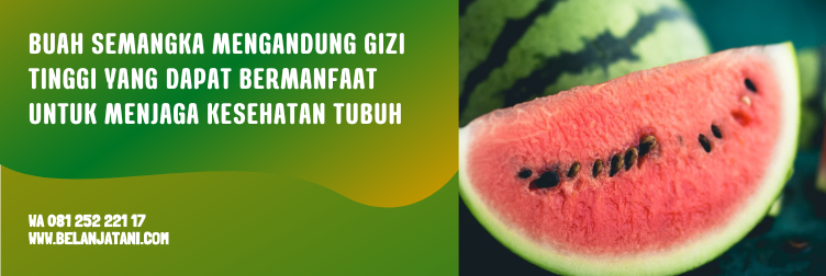 benih semangka unggulan, benih semangka unggul, benih semangka inul terbaik, bibit semangka, harga benih semangka