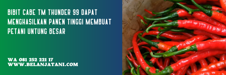 tm thunder 99, tm 99, benih cabai keriting, cabai tm 99, jual bibit cabe keriting tm 999, bibit cabe