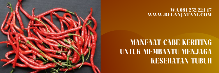 tm thunder 99, tm 99, benih cabai keriting, cabai tm 99, jual bibit cabe keriting tm 999, bibit cabe