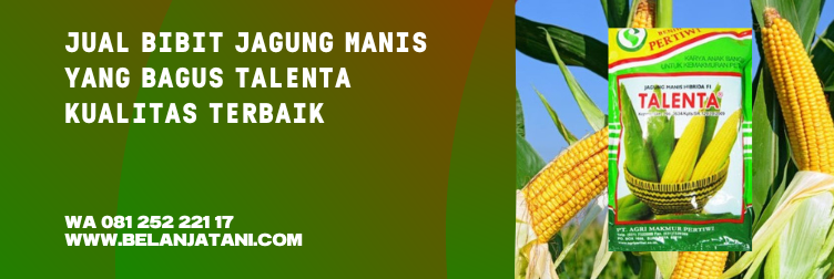 bibit jagung manis, bibit jagung manis terbaik, bibit jagung yang bagus, panen jagung manis, varietas jagung manis