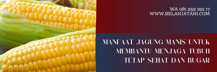 bibit jagung manis, bibit jagung manis terbaik, bibit jagung yang bagus, panen jagung manis, varietas jagung manis