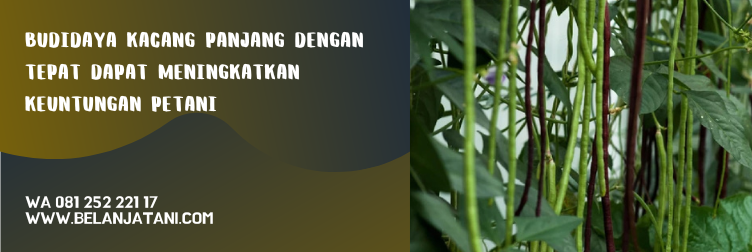 bibit kacang panjang super, merek bibit kacang panjang yang bagus, jenis bibit kacang panjang yang bagus, benih kacang panjang unggul, harga benih kacang panjang per kg