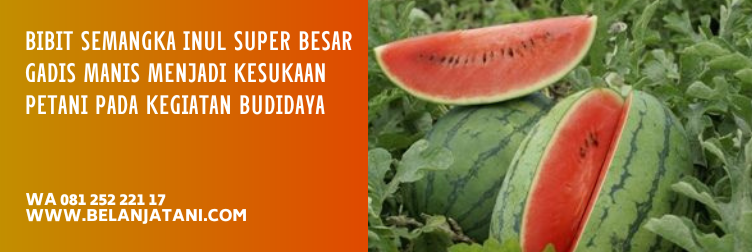 bibit semangka super, bibit semangka inul yang paling bagus, benih semangka inul, benih semangka inul terbaik, harga bibit semangka inul