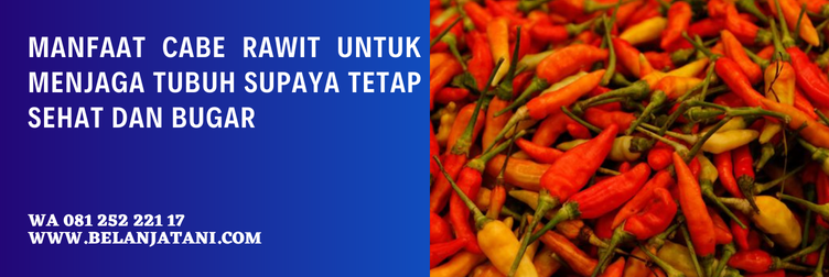 harga benih cabe rawit dewata 43 f1, jarak tanam cabe rawit dewata 43 f1, potensi hasil cabai dewata f1, cabe rawit dewata f1, cabe rawit dewata