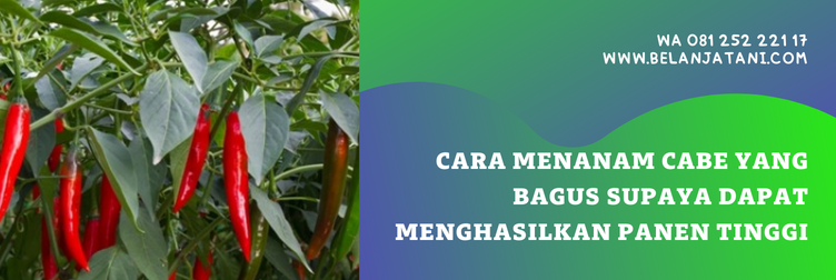 bibit cabai merah, cara menanam cabe besar, harga benih cabai, bibit cabe merah, harga bibit cabe merah keriting