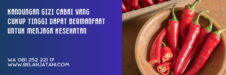 bibit cabai merah, cara menanam cabe besar, harga benih cabai, bibit cabe merah, harga bibit cabe merah keriting