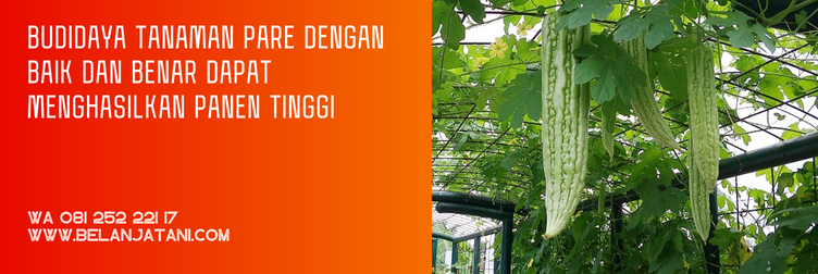 bibit pare unggul, harga bibit pare, bibit pare super, bibit pare panah merah, harga bibit pare panah merah