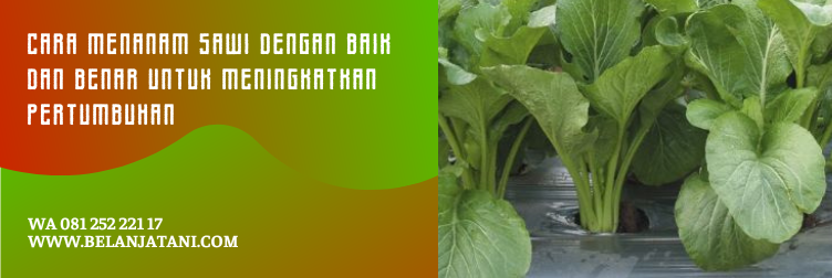 bibit sawi manis, harga bibit sawi, harga bibit sawi hijau, bibit sawi, harga benih sawi