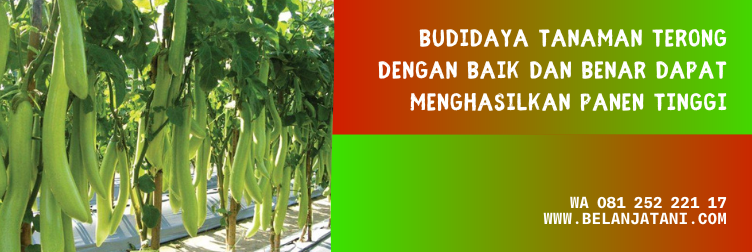 terong hitavi, benih terong hitavi, hitavi f1, benih terong hijau, bibit terong hijau panjang