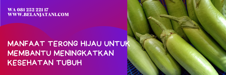 terong hitavi, benih terong hitavi, hitavi f1, benih terong hijau, bibit terong hijau panjang
