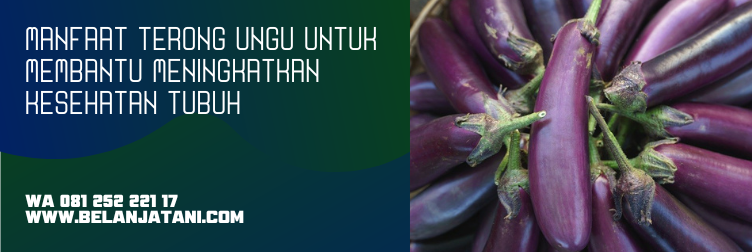 Jual Harga Bibit Terong Yuvita F1 Murah Kualitas Unggulan | Belanja Tani terong yuvita, bibit terong yuvita f1, benih terong yuvita, bibit terong panah merah, harga bibit terong ungu panah merah