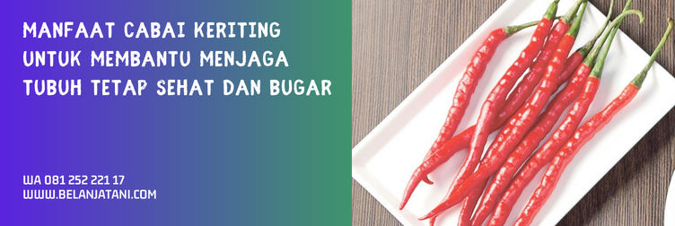 bibit cabe yang bagus, bibit cabe unggul terbaru, cabe keriting unggul, bibit cabai unggul, merek bibit cabe yang bagus