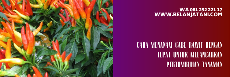 jenis bibit cabe rawit unggulan, bibit cabe rawit terbaik, varietas cabai rawit unggul, benih cabe rawit unggul f1, harga bibit cabe rawit unggul