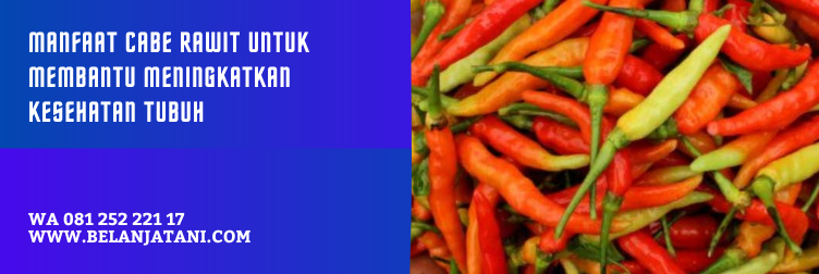 jenis bibit cabe rawit unggulan, bibit cabe rawit terbaik, varietas cabai rawit unggul, benih cabe rawit unggul f1, harga bibit cabe rawit unggul