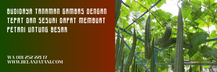 bibit gambas, harga bibit gambas, bibit gambas panah merah, harga benih gambas, benih gambas
