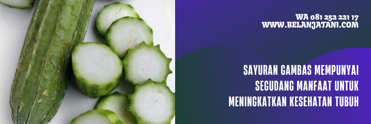 bibit gambas, harga bibit gambas, bibit gambas panah merah, harga benih gambas, benih gambas