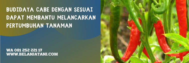 cabai besar columbus, harga benih cabe columbus, cabe merah columbus, benih cabe columbus, benih cabai columbus